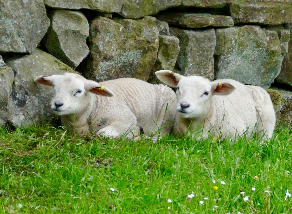 Heathergate Cottage Dartmoor Bnb Lydford Exterior foto